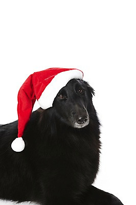 포토 JPG 스튜디오촬영 동물 한마리 기념일 반려견 크리스마스 산타모자 포유류 크리스마스용품 실내 사람없음 반려동물 귀여움 개 그로넨달 반려 국내포토 모자_잡화 1 컨셉 이벤트 내부 용품 파일형식