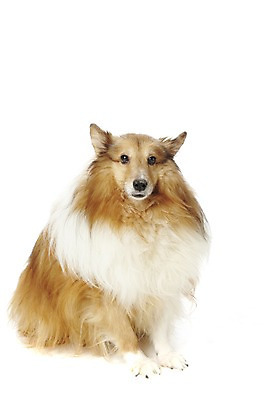 포토 JPG 스튜디오촬영 동물 한마리 반려견 포유류 실내 앉기 사람없음 반려동물 귀여움 개 반려 셔틀랜드쉽독 셔틀랜드시프도그 국내포토 1 컨셉 모션 내부 파일형식