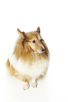 포토 JPG 스튜디오촬영 동물 한마리 반려견 포유류 실내 앉기 사람없음 반려동물 귀여움 개 반려 셔틀랜드쉽독 셔틀랜드시프도그 국내포토 1 컨셉 모션 내부 파일형식