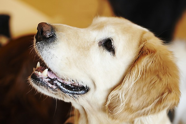 포토 JPG 동물 한마리 반려견 포유류 실내 사람없음 반려동물 귀여움 개 골든리트리버 반려 애견카페 국내포토 1 컨셉 내부 카페 리트리버 파일형식