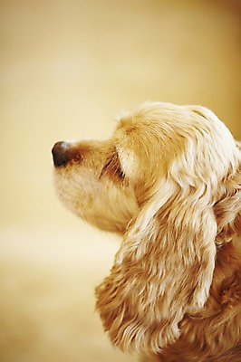 포토 JPG 동물 한마리 반려견 포유류 실내 사람없음 반려동물 귀여움 코커스패니얼 스패니얼 개 반려 애견카페 국내포토 1 컨셉 내부 카페 파일형식