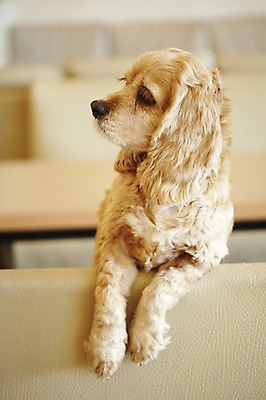 포토 JPG 동물 한마리 반려견 의자 포유류 탁자 실내 사람없음 반려동물 소파 귀여움 코커스패니얼 스패니얼 개 반려 애견카페 국내포토 1 가구 컨셉 내부 카페 파일형식