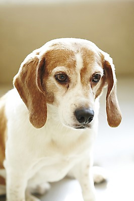 포토 JPG 동물 한마리 반려견 포유류 실내 앉기 사람없음 반려동물 귀여움 개 비글 반려 애견카페 국내포토 1 컨셉 모션 내부 카페 파일형식