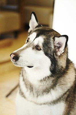 포토 JPG 동물 한마리 반려견 포유류 실내 사람없음 반려동물 귀여움 개 알래스칸말라뮤트 반려 애견카페 국내포토 1 컨셉 내부 카페 파일형식