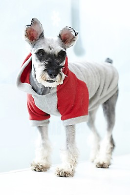 포토 JPG 동물 한마리 반려견 포유류 실내 사람없음 반려동물 귀여움 개 슈나우저 미니어처슈나우져 반려 국내포토 1 컨셉 내부 파일형식