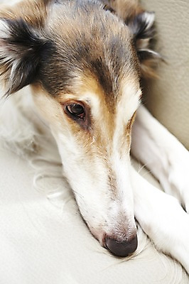 포토 JPG 동물 한마리 반려견 의자 포유류 실내 사람없음 반려동물 소파 눕기 귀여움 개 보르조이 반려 애견카페 국내포토 1 가구 컨셉 모션 내부 카페 파일형식