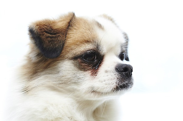 포토 JPG 동물 한마리 반려견 포유류 실내 사람없음 반려동물 귀여움 개 반려 국내포토 1 컨셉 내부 파일형식