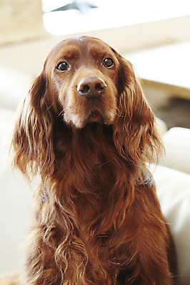 포토 JPG 동물 한마리 반려견 의자 포유류 탁자 실내 사람없음 반려동물 소파 귀여움 개 반려 아이리쉬세터 애견카페 국내포토 1 가구 컨셉 내부 카페 파일형식