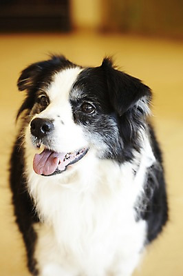 포토 JPG 동물 한마리 반려견 포유류 실내 사람없음 반려동물 귀여움 개 보더콜리 반려 애견카페 국내포토 1 컨셉 내부 카페 콜리 파일형식