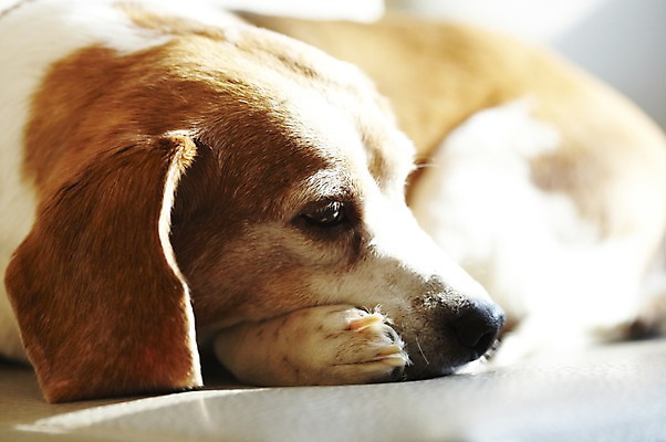 포토 JPG 동물 한마리 반려견 포유류 실내 사람없음 반려동물 눕기 귀여움 개 비글 반려 애견카페 국내포토 1 컨셉 모션 내부 카페 파일형식