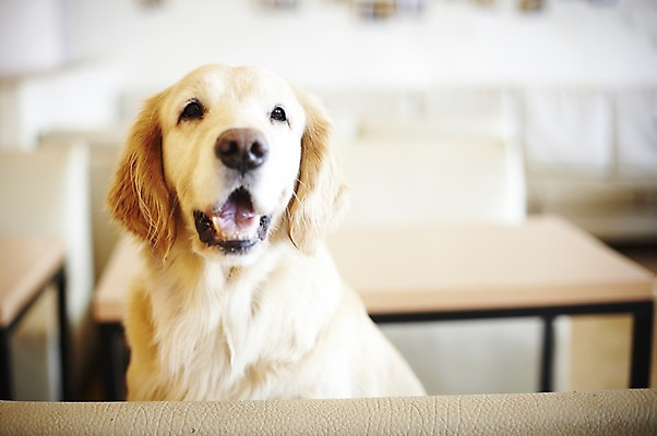 포토 JPG 동물 한마리 반려견 의자 포유류 탁자 실내 사람없음 반려동물 소파 귀여움 개 골든리트리버 반려 애견카페 국내포토 1 가구 컨셉 내부 카페 리트리버 파일형식