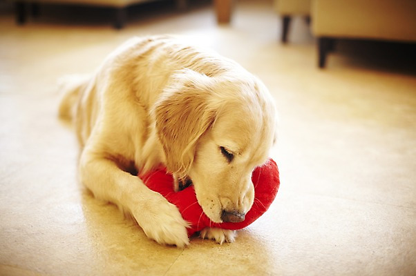 포토 JPG 동물 한마리 반려견 쿠션 포유류 실내 사람없음 반려동물 눕기 귀여움 개 골든리트리버 반려 애견카페 국내포토 1 컨셉 모션 내부 카페 리트리버 파일형식
