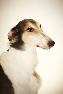 포토 JPG 동물 한마리 반려견 포유류 실내 사람없음 반려동물 귀여움 개 보르조이 반려 국내포토 1 컨셉 내부 파일형식