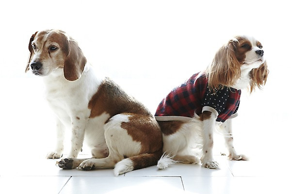 포토 JPG 동물 반려견 두마리 포유류 실내 앉기 사람없음 반려동물 귀여움 스패니얼 개 비글 반려 킹찰스스패니얼 국내포토 컨셉 2 모션 내부 파일형식