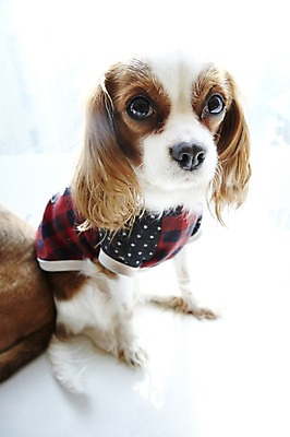 포토 JPG 동물 한마리 반려견 포유류 실내 앉기 사람없음 반려동물 귀여움 스패니얼 개 반려 킹찰스스패니얼 국내포토 1 컨셉 모션 내부 파일형식