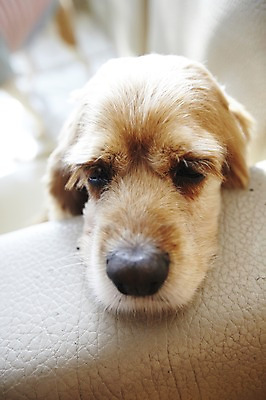 포토 JPG 동물 한마리 반려견 의자 포유류 실내 사람없음 반려동물 소파 귀여움 개 골든리트리버 반려 애견카페 국내포토 1 가구 컨셉 내부 카페 리트리버 파일형식