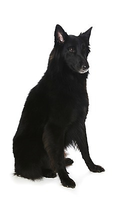 포토 JPG 스튜디오촬영 동물 한마리 반려견 포유류 실내 앉기 사람없음 반려동물 귀여움 개 그로넨달 반려 국내포토 1 컨셉 모션 내부 파일형식