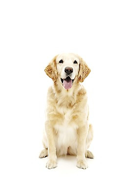 포토 JPG 스튜디오촬영 동물 한마리 반려견 포유류 실내 앉기 사람없음 반려동물 귀여움 개 골든리트리버 반려 국내포토 1 컨셉 모션 내부 리트리버 파일형식