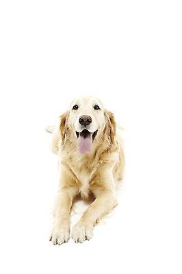 포토 JPG 스튜디오촬영 동물 한마리 반려견 포유류 실내 사람없음 반려동물 눕기 귀여움 개 골든리트리버 반려 국내포토 1 컨셉 모션 내부 리트리버 파일형식