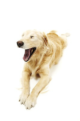 포토 JPG 스튜디오촬영 동물 한마리 반려견 포유류 실내 사람없음 반려동물 눕기 귀여움 개 골든리트리버 하품 반려 국내포토 1 컨셉 모션 내부 리트리버 생리현상 파일형식