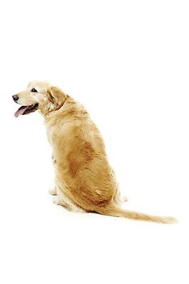 포토 JPG 스튜디오촬영 동물 한마리 반려견 포유류 실내 앉기 사람없음 반려동물 귀여움 개 골든리트리버 반려 국내포토 1 컨셉 모션 내부 리트리버 파일형식