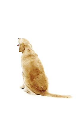 포토 JPG 스튜디오촬영 동물 한마리 반려견 포유류 실내 앉기 사람없음 반려동물 귀여움 개 골든리트리버 반려 국내포토 1 컨셉 모션 내부 리트리버 파일형식