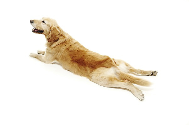 포토 JPG 스튜디오촬영 동물 한마리 반려견 포유류 실내 사람없음 반려동물 눕기 귀여움 개 골든리트리버 반려 국내포토 1 컨셉 모션 내부 리트리버 파일형식