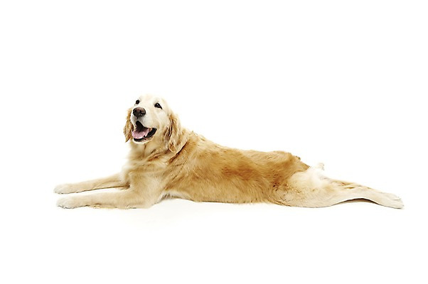 포토 JPG 스튜디오촬영 동물 한마리 반려견 포유류 실내 사람없음 반려동물 눕기 귀여움 개 골든리트리버 반려 국내포토 1 컨셉 모션 내부 리트리버 파일형식