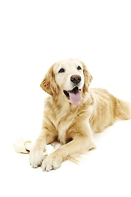 포토 JPG 스튜디오촬영 동물 한마리 반려견 포유류 실내 사람없음 반려동물 눕기 귀여움 개 골든리트리버 애견용품 개껌 반려 애견간식 국내포토 반려용품 1 컨셉 모션 내부 리트리버 오브젝트 파일형식