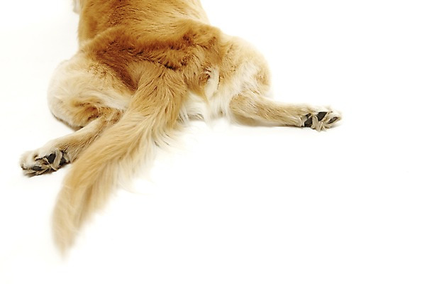 포토 JPG 스튜디오촬영 동물 한마리 반려견 포유류 실내 사람없음 반려동물 눕기 귀여움 개 골든리트리버 반려 국내포토 1 컨셉 모션 내부 리트리버 파일형식