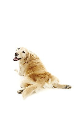 포토 JPG 스튜디오촬영 동물 한마리 반려견 포유류 실내 사람없음 반려동물 눕기 귀여움 개 골든리트리버 반려 국내포토 1 컨셉 모션 내부 리트리버 파일형식