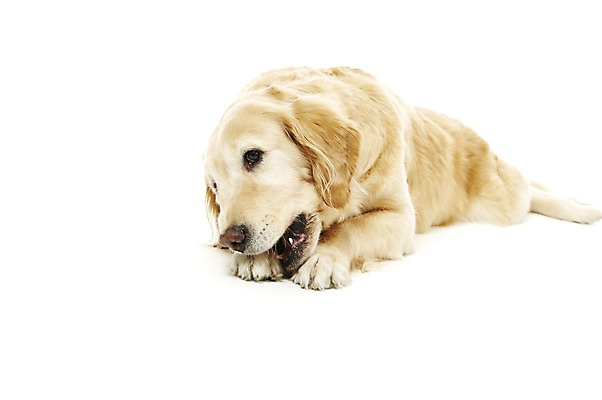 포토 JPG 스튜디오촬영 동물 한마리 반려견 포유류 실내 사람없음 반려동물 눕기 귀여움 개 골든리트리버 반려 국내포토 1 컨셉 모션 내부 리트리버 파일형식