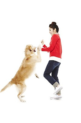 포토 JPG 스튜디오촬영 전신 동물 한마리 라이프스타일 여자 반려견 포즈 포유류 함께함 실내 한명 서기 웃음 사람 동양인 손짓 20대 성인 라이프 옆모습 반려동물 한국인 개 골든리트리버 지시 명령 소통 반려 여자만 여자한명만 성인여자만 청년만 청년여자만 성인한명만 청년여자한명만 성인여자한명만 성인만 펫팸족 국내포토 1 뷰포인트 컨셉 모션 표정 인종 청년 내부 생활 리트리버 신조어 파일형식