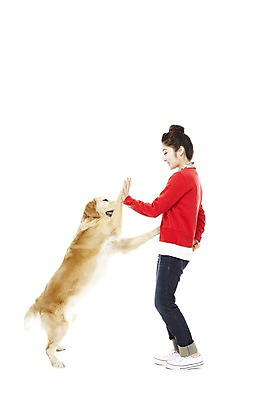 포토 JPG 스튜디오촬영 전신 동물 한마리 라이프스타일 여자 반려견 포즈 포유류 함께함 실내 한명 서기 웃음 사람 동양인 손짓 20대 성인 라이프 옆모습 반려동물 한국인 개 골든리트리버 지시 하이파이브 명령 소통 반려 여자만 여자한명만 성인여자만 청년만 청년여자만 성인한명만 청년여자한명만 성인여자한명만 성인만 펫팸족 국내포토 1 뷰포인트 컨셉 모션 표정 인종 청년 내부 생활 리트리버 신조어 파일형식