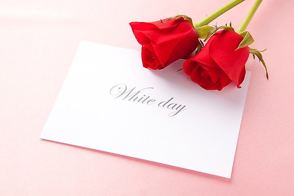 포토 JPG 스튜디오촬영 기념일 꽃 화이트데이 실내 선물 이벤트 사람없음 빨간색 장미 두송이 국내포토 카드프레임 식물 컬러 2 데이이벤트 프레임 내부 파일형식