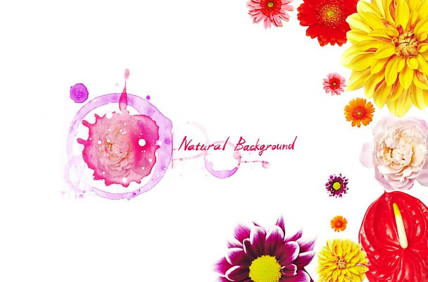 PSD 편집 편집이미지 계절 꽃 백그라운드 자연 국화 풍경 사람없음 봄 달리아 안스리움 작약 이미지편집 식물 생태계 파일형식