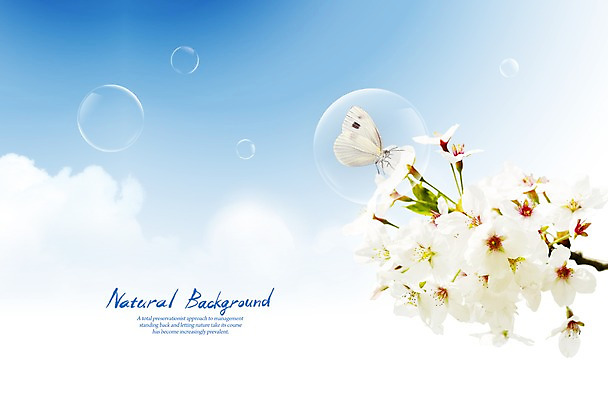 PSD 식물 구름 편집 편집이미지 계절 꽃 나비 곤충 백그라운드 자연 하늘 풍경 사람없음 봄 벚꽃 물방울 공기방울 이미지편집 자연요소 동물 생태계 파일형식