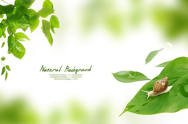 PSD 편집 편집이미지 계절 백그라운드 잎 자연 나뭇잎 풍경 사람없음 봄 물방울 공기방울 달팽이 이미지편집 식물 연체동물 생태계 파일형식