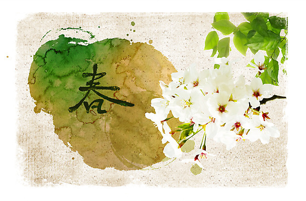 PSD 식물 편집 편집이미지 계절 꽃 백그라운드 잎 자연 나뭇잎 풍경 사람없음 봄 벚꽃 한지 이미지편집 종이 생태계 파일형식