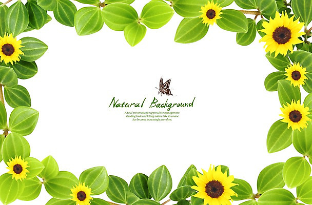 PSD 식물 편집 편집이미지 계절 꽃 나비 곤충 백그라운드 잎 자연 나뭇잎 해바라기 풍경 사람없음 봄 이미지편집 동물 생태계 파일형식