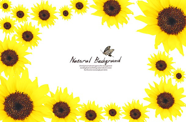 PSD 식물 편집 편집이미지 계절 꽃 나비 곤충 백그라운드 자연 해바라기 풍경 사람없음 봄 이미지편집 동물 생태계 파일형식