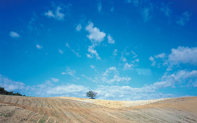 포토 JPG 나무 식물 구름 로우앵글 컬러 자연 하늘 한국 한그루 풍경 사람없음 야외 언덕 국내포토 자연요소 1 아시아 뷰포인트 생태계 파일형식