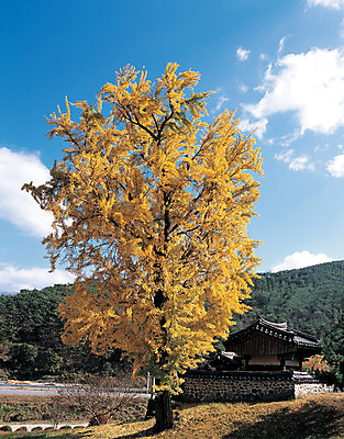 포토 JPG 나무 식물 구름 한국전통 계절 컬러 자연 하늘 한그루 풍경 사람없음 야외 노란색 가을 숲 은행나무 국내포토 자연요소 1 전통 한국 생태계 파일형식