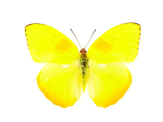 포토 JPG 스튜디오촬영 동물 한마리 계절 나비 곤충 자연 실내 사람없음 노란색 봄 필레아노랑나비 국내포토 1 컬러 내부 생태계 파일형식