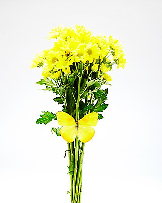 포토 JPG 스튜디오촬영 식물 동물 한마리 계절 꽃 나비 곤충 자연 실내 사람없음 노란색 봄 소국 필레아노랑나비 국내포토 1 컬러 내부 생태계 파일형식