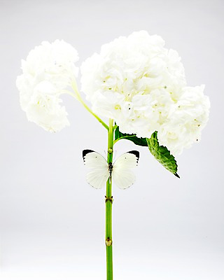 포토 JPG 스튜디오촬영 식물 동물 한마리 계절 꽃 나비 곤충 자연 실내 사람없음 봄 흰색 수국 부니아에큰흰나비 국내포토 1 컬러 내부 생태계 파일형식