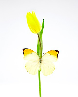 포토 JPG 스튜디오촬영 식물 동물 한마리 계절 꽃 나비 곤충 한송이 자연 실내 사람없음 노란색 봄 튤립 에니페노랑나비 국내포토 1 컬러 내부 생태계 송이 파일형식