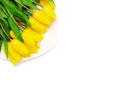 포토 JPG 스튜디오촬영 식물 접시 계절 꽃 여러송이 자연 실내 사람없음 노란색 봄 튤립 국내포토 식기 컬러 다수 내부 생태계 파일형식