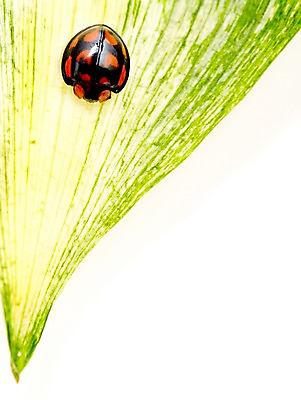 포토 JPG 스튜디오촬영 식물 동물 한마리 계절 곤충 잎 자연 실내 사람없음 봄 풀 무당벌레 국내포토 1 내부 생태계 파일형식