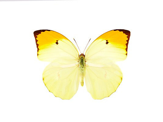 포토 JPG 스튜디오촬영 동물 한마리 계절 나비 곤충 자연 실내 사람없음 노란색 봄 에니페노랑나비 국내포토 1 컬러 내부 생태계 파일형식